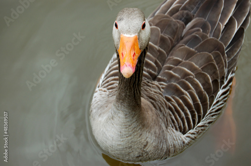Photo: Greylag goose floating calmly on still waters Greylag goose floating calmly on still waters
