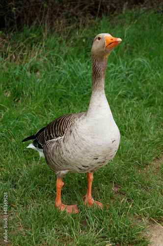 Photo: Defensive graylag goose standing tall in green grass Defensive graylag goose standing tall in green grass