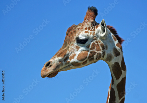 Photo: Portrait of A Giraffe Portrait of A Giraffe