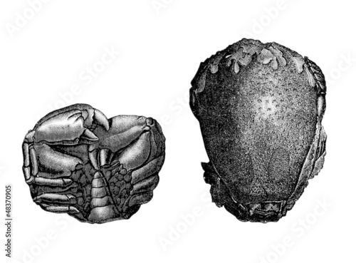 Illustration: Prehistory : Crustace (Miocene) Prehistory : Crustace (Miocene)