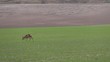 Video: biche broutant dans les champs biche broutant dans les champs
