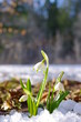 Photo: Snowdrop Snowdrop