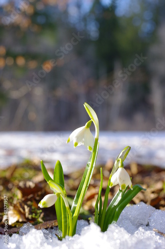 Photo: Snowdrop Snowdrop