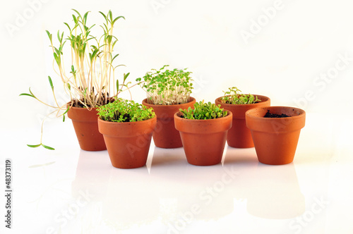 Photo: small vases containing seedlings small vases containing seedlings
