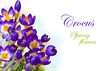 Spring flowers Crocus isolated on white background