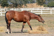brown horse eating hay ranch scene