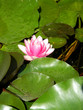Water Lily
