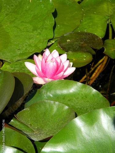 Photo: Water Lily Water Lily