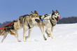 sportive dogs