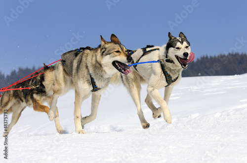 Photo: sportive dogs sportive dogs