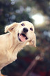 A beautiful young Golden Retriever dog