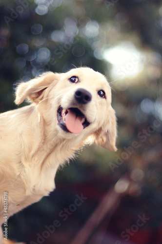 Photo: A beautiful young Golden Retriever dog A beautiful young Golden Retriever dog