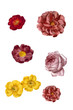 flowers composition