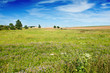 Blooming field