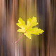 fallendes herbstblatt