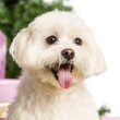 Close up of a Maltese in front of Christmas decorations
