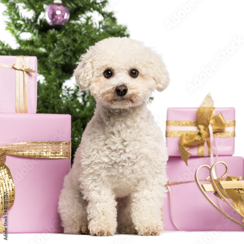 Photo: Maltese sitting in front of Christmas decorations Maltese sitting in front of Christmas decorations