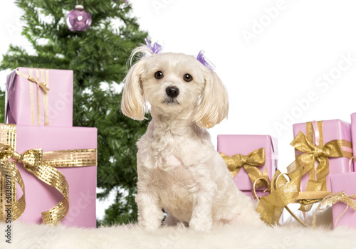Photo: Maltese sitting in front of Christmas decorations Maltese sitting in front of Christmas decorations