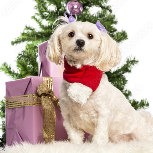 Photo: Maltese sitting and wearing a Christmas scarf Maltese sitting and wearing a Christmas scarf