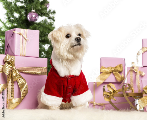 Photo: Maltese sitting and wearing a Christmas suit Maltese sitting and wearing a Christmas suit