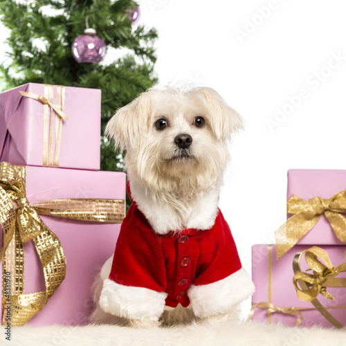 Photo: Maltese sitting and wearing a Christmas suit Maltese sitting and wearing a Christmas suit