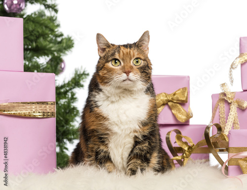 Photo: Cat in front of Christmas decorations Cat in front of Christmas decorations