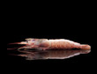 Raw shrimp isolated