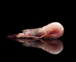 Raw shrimp isolated
