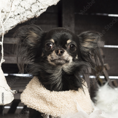 Photo: Close up of a Chihuahua in front of Christmas nativity scene Close up of a Chihuahua in front of Christmas nativity scene