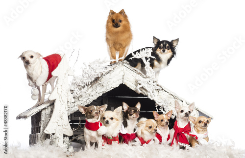 Photo: Group of Chihuahuas sitting and standing Group of Chihuahuas sitting and standing