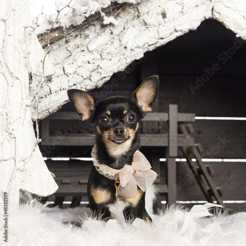 Photo: Chihuahua dressed and sitting Chihuahua dressed and sitting