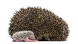 Baby Hedgehog lying next to its mother against white background