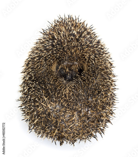 Photo: Hedgehog curled up against white background Hedgehog curled up against white background