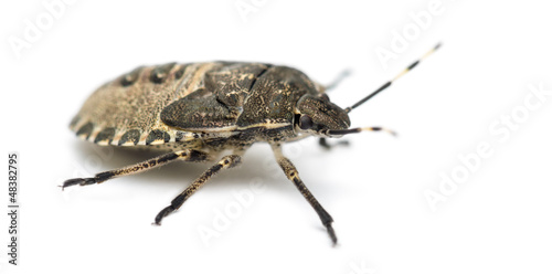 Photo: Shield Bug, Troilus luridus, against white background Shield Bug, Troilus luridus, against white background