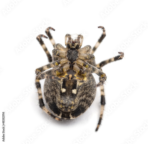 Photo: European garden spider, Araneus diadematus European garden spider, Araneus diadematus