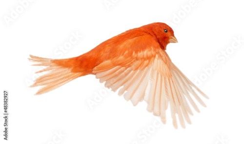 Photo: Red canary Serinus canaria, flying Red canary Serinus canaria, flying