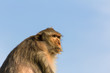 Photo: Monkey in Thailand Monkey in Thailand