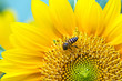 Close Up of Sunflower with bee