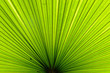 Texture of Green palm Leaf