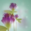 Violet clovers / Floral square card