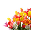 Osterzeit, Frühling, Blumengruß