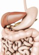 Digestive System Verdauungssystem Mensch