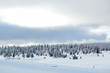 Photo: Fir tree in winter, Jura mountain, Switzerland Fir tree in winter, Jura mountain, Switzerland