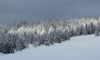 Photo: Fir tree in winter, Jura mountain, Switzerland Fir tree in winter, Jura mountain, Switzerland