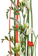 Flower Flower