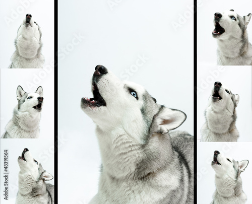 Photo: siberian husky sings siberian husky sings