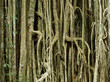 Strangler Fig, Curtain Fig