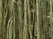 Strangler Fig, Curtain Fig