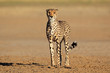 Alert Cheetah, Kalahari desert