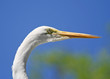 Egret Head Shot